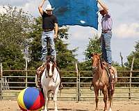 calf-roping-quarter-horse