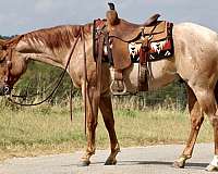 athletic-quarter-horse