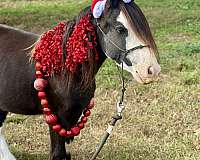 all-around-gypsy-vanner-pony