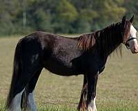 athletic-gypsy-vanner-pony