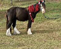 flashy-gypsy-vanner-pony