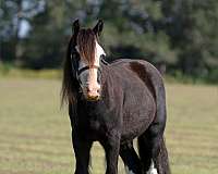 companion-gypsy-vanner-pony