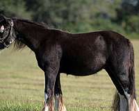 parade-gypsy-vanner-pony