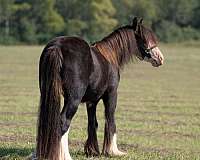 black-gypsy-vanner-gelding