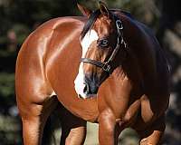 breeding-quarter-horse