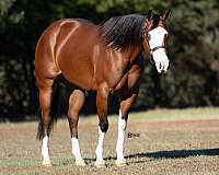 performance-quarter-horse