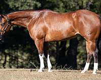 ranch-versatility-quarter-horse