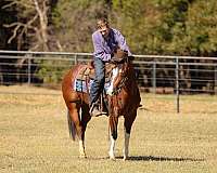 reining-quarter-horse