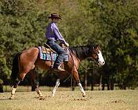 ranch-work-quarter-horse