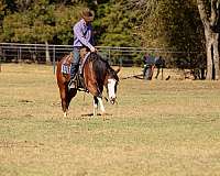 trail-riding-quarter-horse