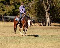 working-cow-quarter-horse