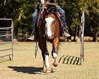 working-cattle-quarter-horse