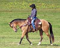 ranch-versatility-quarter-horse