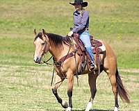 ranch-work-quarter-horse