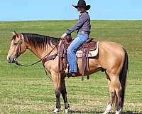 roping-quarter-horse