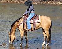 show-quarter-horse