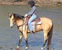 trail-quarter-horse