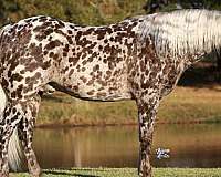 athletic-appaloosa-pony