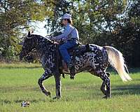 all-around-appaloosa-pony