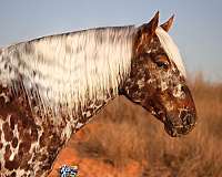 calf-roping-appaloosa-pony