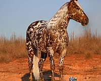 flashy-appaloosa-pony