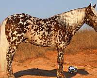 heel-appaloosa-pony