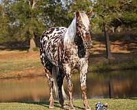 husband-safe-appaloosa-pony