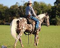 performance-appaloosa-pony