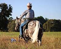 ranch-versatility-appaloosa-pony