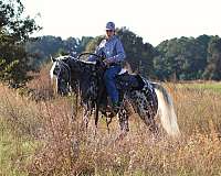 ranch-work-appaloosa-pony