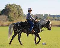 roping-appaloosa-pony