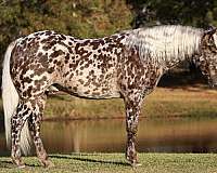 show-appaloosa-pony