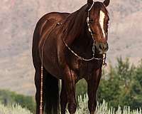 calf-roping-quarter-horse