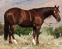 athletic-quarter-horse