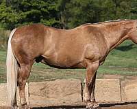 athletic-quarter-horse