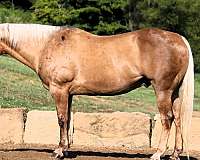 ranch-versatility-quarter-horse