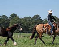 cross-friesian-horse