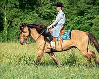 dressage-friesian-horse