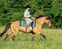 flashy-friesian-horse