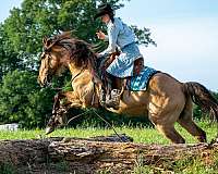 husband-safe-friesian-horse