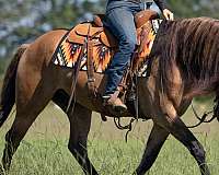 performance-friesian-horse