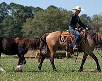 ranch-versatility-friesian-horse