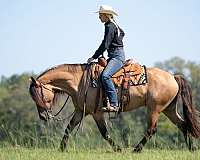 ranch-work-friesian-horse