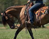 roping-friesian-horse