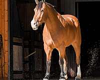 athletic-draft-horse