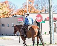 flashy-draft-horse