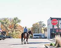 husband-safe-draft-horse