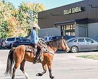 parade-draft-horse