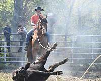 ranch-versatility-draft-horse