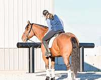 ranch-work-draft-horse